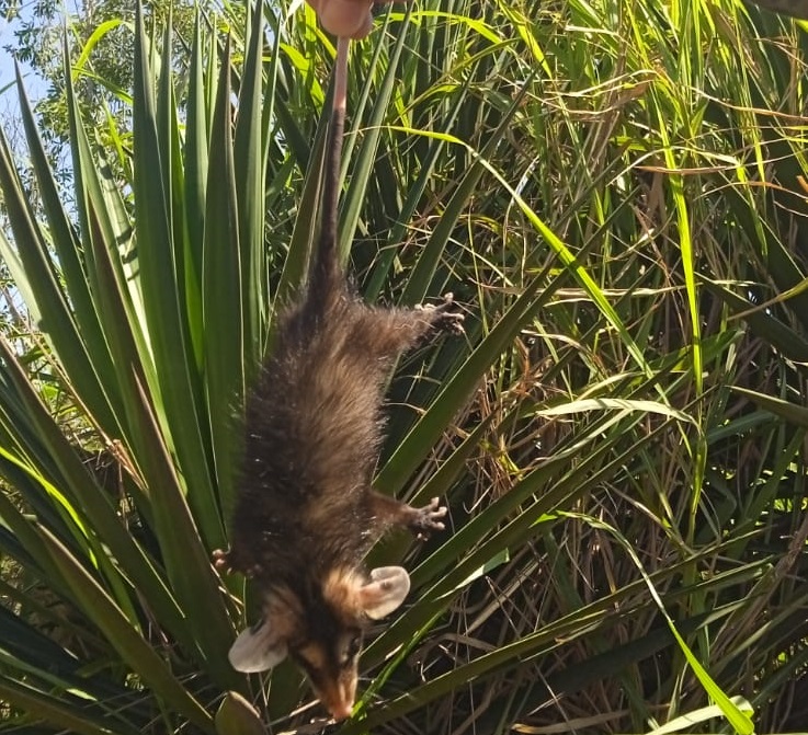 Guarda Ambiental resgata três gambás e dois ouriços cacheiros IMAGEM 2