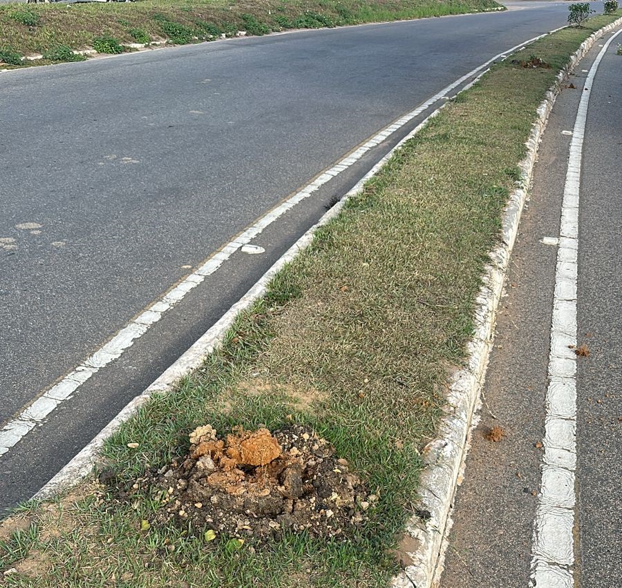 Paisagismo do canteiro central da RJ 224 é alvo de vândalos Divulgação 1