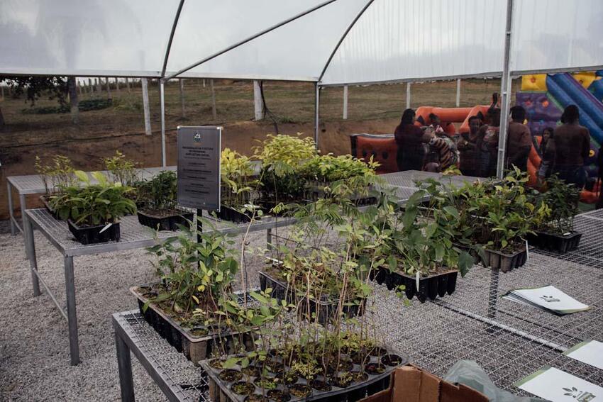 Plantas 