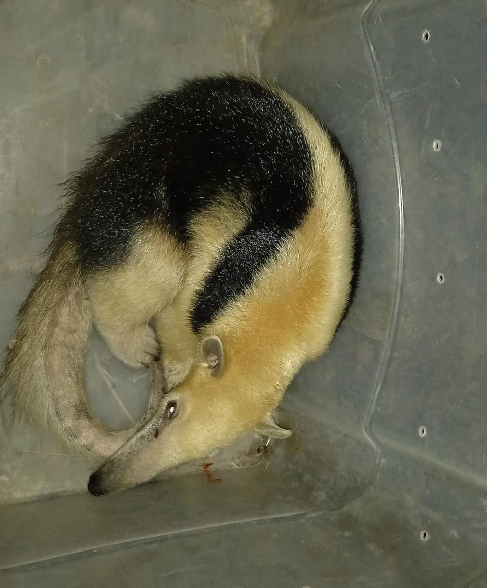 Tamanduás e gambá resgatados GAM 1
