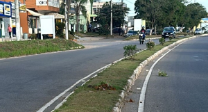 Paisagismo do canteiro central da RJ 224 é alvo de depredação
