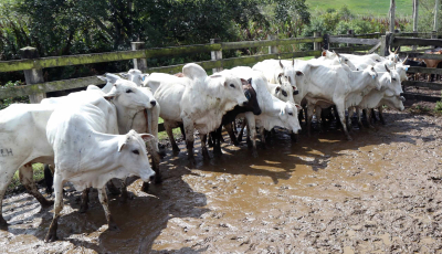 Campanha contra a aftosa começa dia 1º de maio com doação de vacinas a pequenos criadores do município