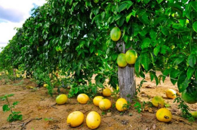 Prefeitura vai cadastrar produtores para doação de mudas de maracujá