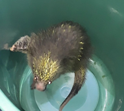 Sema resgata mais 2 animais silvestres em SFI